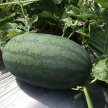 Hạt giống Dưa hấu F1 1gram hàng chính hãng công ty đóng gói