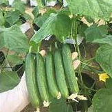 Hạt giống Dưa chuột baby F1 10hạt hàng chính hãng công ty đóng gói