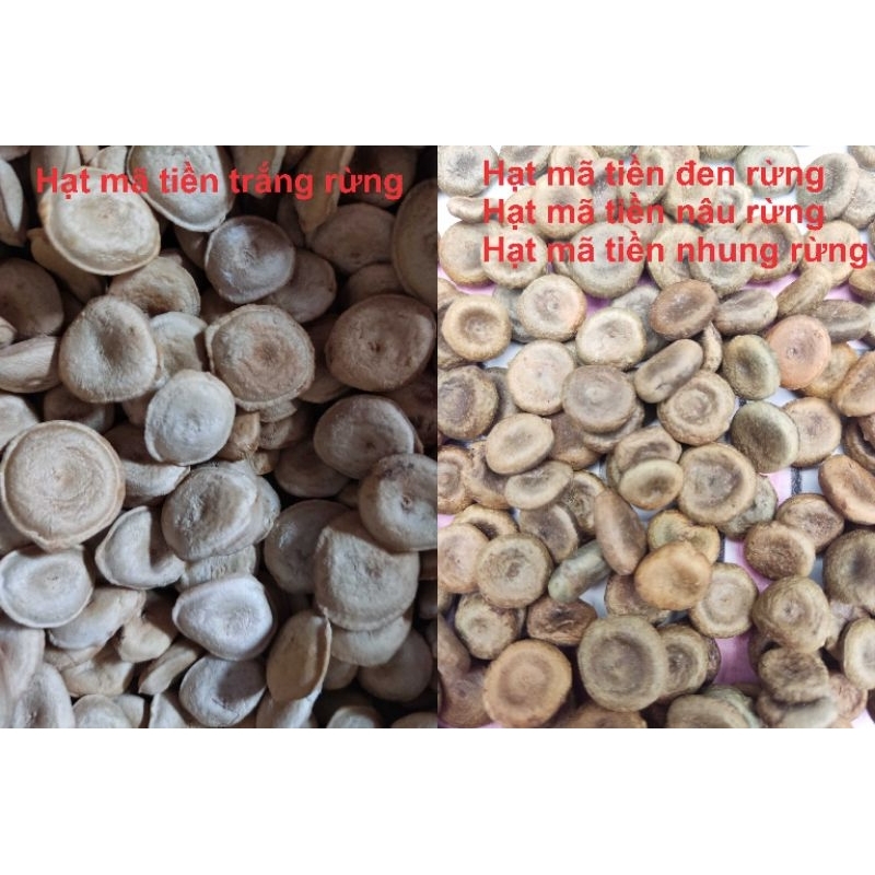 Hạt mã tiền rừng Tây Nguyên sấy khô 0.5-1kg cao cấp xoa bóp nhức mỏi xương khớp, đau lưng