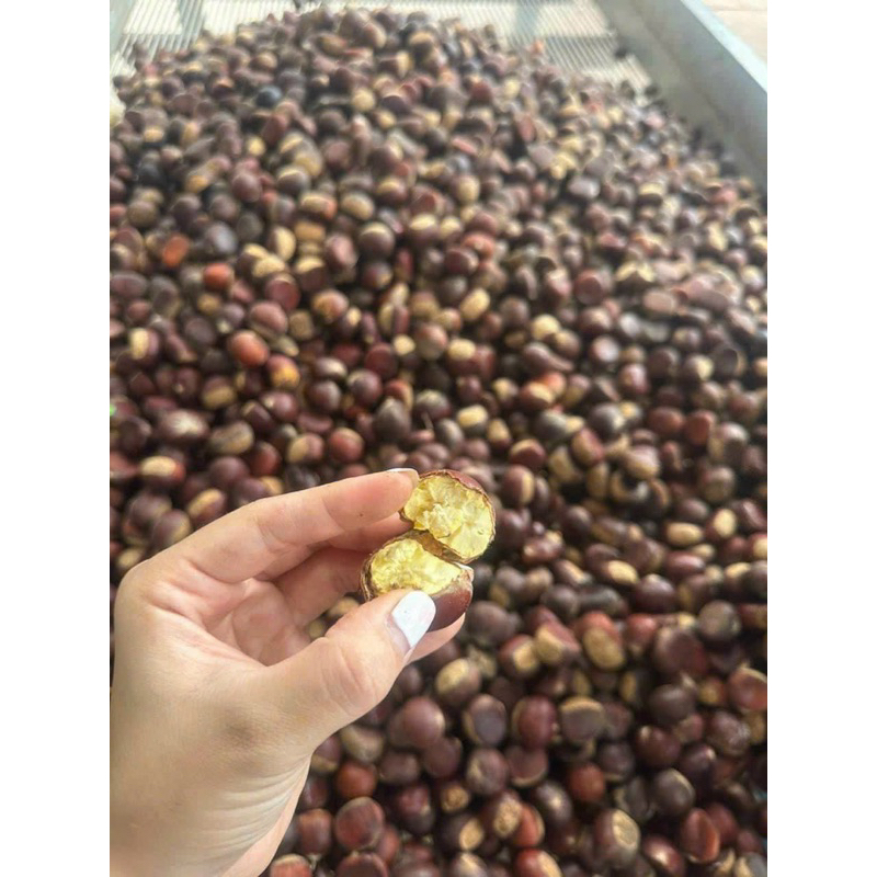 1kg HẠT DẺ TRÙNG KHÁNH