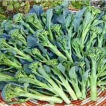 Hạt giống Súp lơ baby F1 hàng chính hãng công ty đóng gói