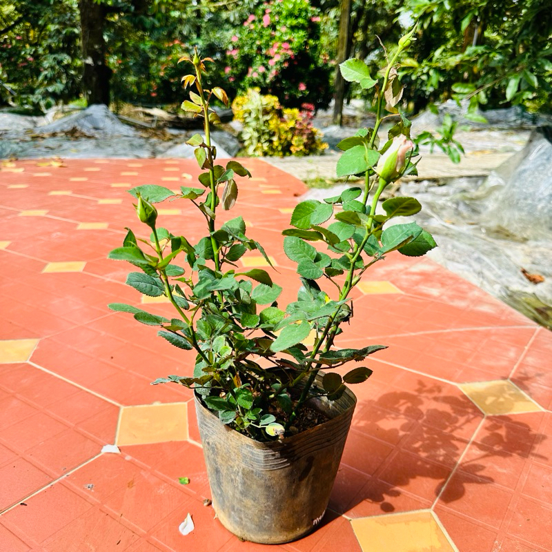 Hoa hồng Menta Rose - hồng bụi, lâu tàn