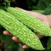 Hạt giống Mướp đắng F1 gói 2 gram  hàng chính hãng công ty đóng gói