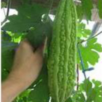 Hạt giống Mướp đắng F1 gói 2 gram  hàng chính hãng công ty đóng gói