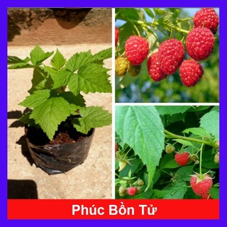 Cây phúc bồn tử chuẩn giống
