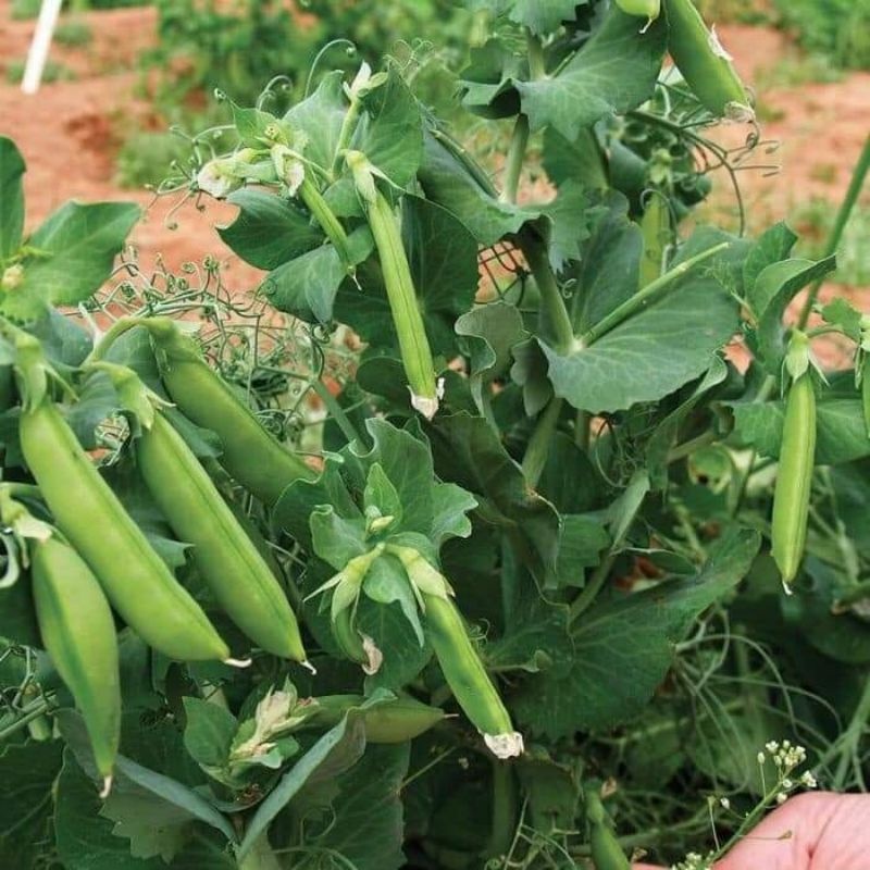 Hạt giống Đậu hà lan siêu ngọn 20gram hàng chính hãng công ty đóng gói