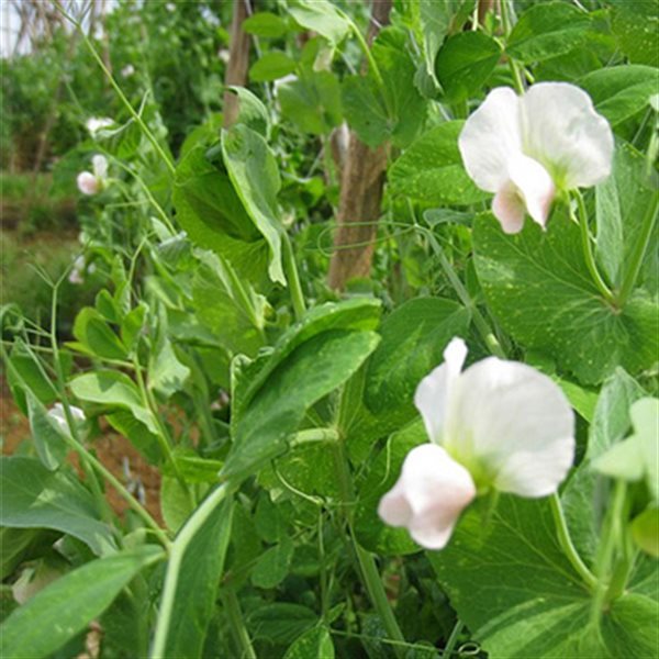 Hạt giống Đậu hà lan siêu ngọn 20gram hàng chính hãng công ty đóng gói