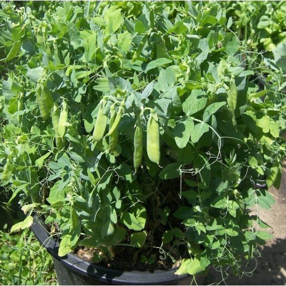 Hạt giống Đậu hà lan siêu ngọn 20gram hàng chính hãng công ty đóng gói