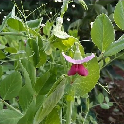 Hạt giống Đậu hà lan siêu ngọn 20gram hàng chính hãng công ty đóng gói