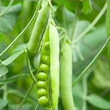 Hạt giống Đậu hà lan ăn quả hàng chính hãng công ty đóng gói