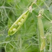 Hạt giống Đậu hà lan ăn quả hàng chính hãng công ty đóng gói