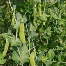 Hạt giống Đậu hà lan ăn quả hàng chính hãng công ty đóng gói