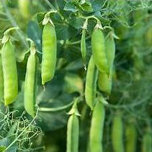 Hạt giống Đậu hà lan ăn quả hàng chính hãng công ty đóng gói