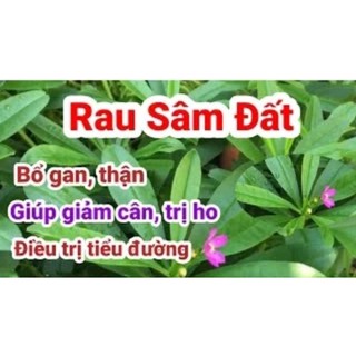 Chậu Cây Sâm Đất( Thổ Sâm,Sâm Mồng Tơi) Thảo Dược Quý