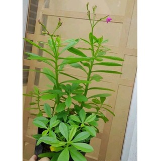 Chậu Cây Sâm Đất( Thổ Sâm,Sâm Mồng Tơi) Thảo Dược Quý
