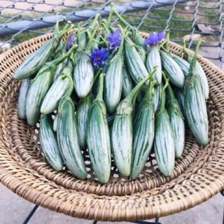 [  MUA 1 TẶNG 1] COMBO 2 GÓI 150 Hat giống cà dừa Abong Chia Tai_ Date mới, nảy 99%