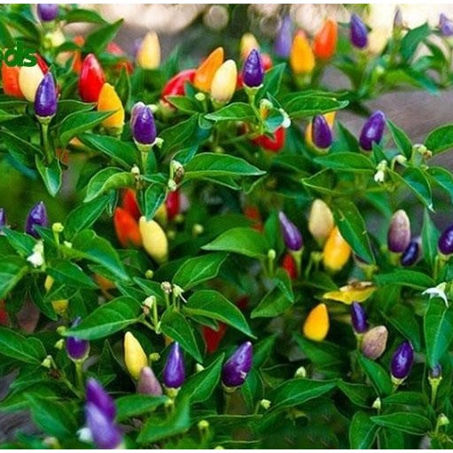 Hạt giống Ớt kiểng ngũ sắc F1 hàng chính hãng công ty đóng gói