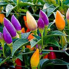 Hạt giống Ớt kiểng ngũ sắc F1 hàng chính hãng công ty đóng gói