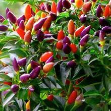 Hạt giống Ớt kiểng ngũ sắc F1 hàng chính hãng công ty đóng gói