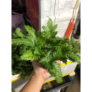 Cây dương xỉ var, cẩm thạch trang trí bể terrarium,bán cạn