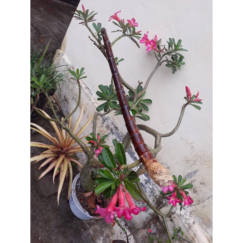Sáo tiêu C4 tạc rồng