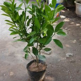 Quất chua chuẩn giống dễ trồng nhanh thu hoạch