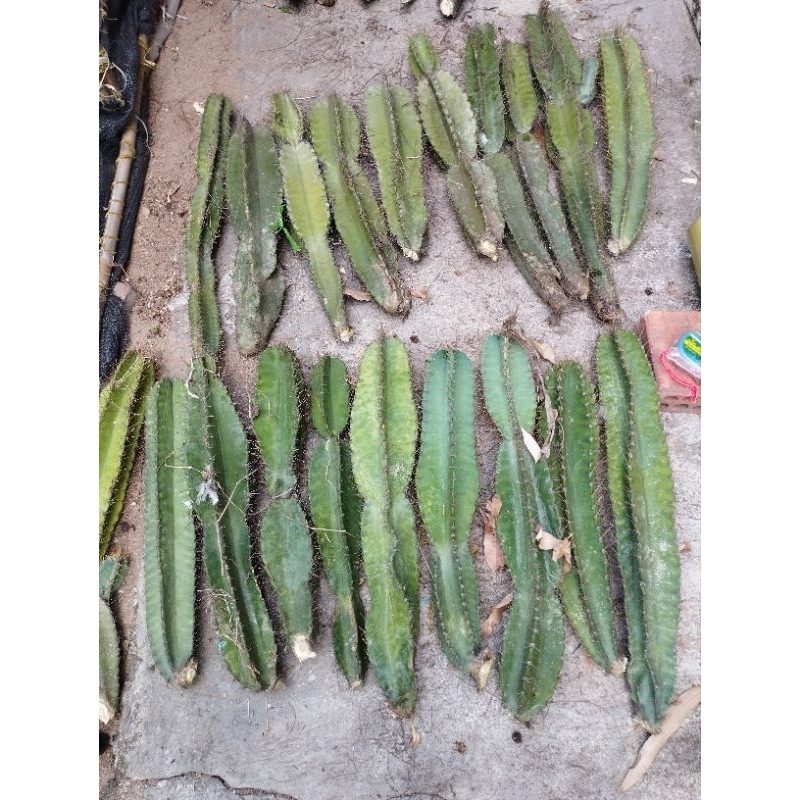 Trụ thanh sơn 1 cây