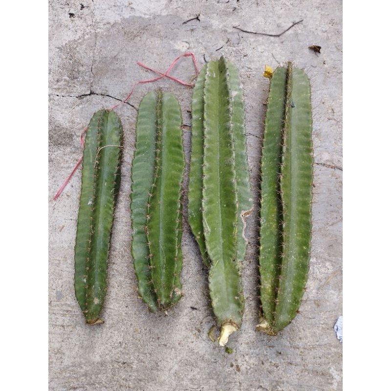 Trụ thanh sơn 1 cây