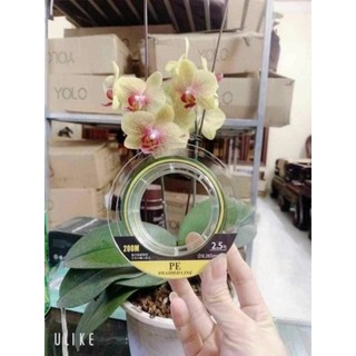 Dây câu bện nước pe x9 braided 200m cực mịn