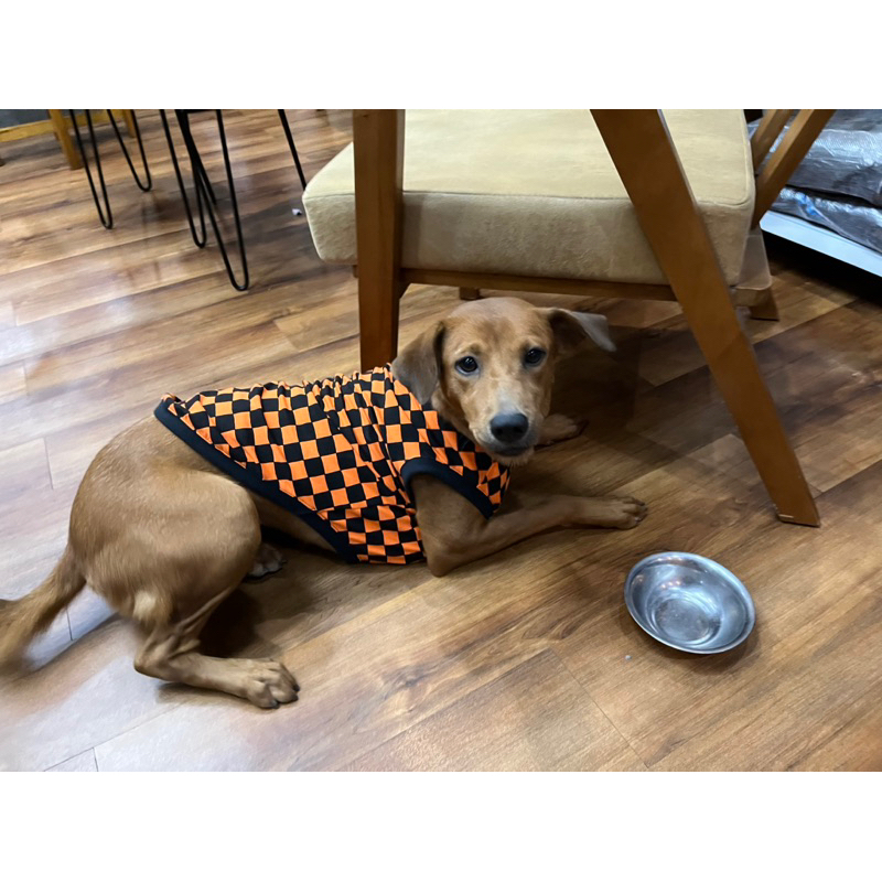 Áo ba lổ caro cho thú cưng