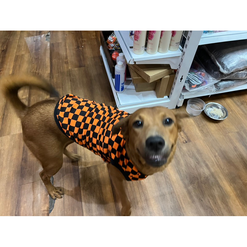 Áo ba lổ caro cho thú cưng