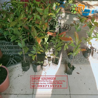 Cây mai hương 5 cánh -combo 5 cây giống -cao từ 10-15 cm