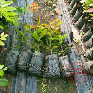 Combo 5 cây mai hương cây giống