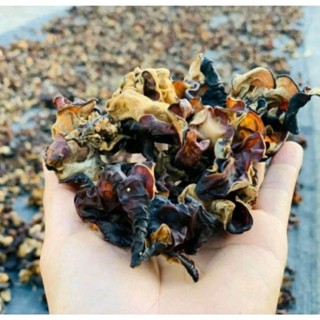Mộc nhĩ rừng - Sùng Bầu