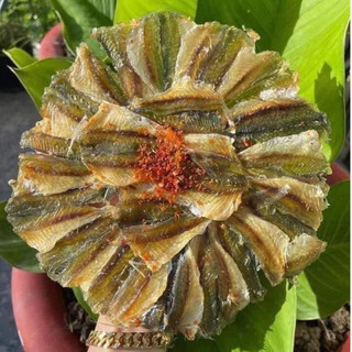 Khô cá chỉ vàng bông mai loại ngon gói 500g
