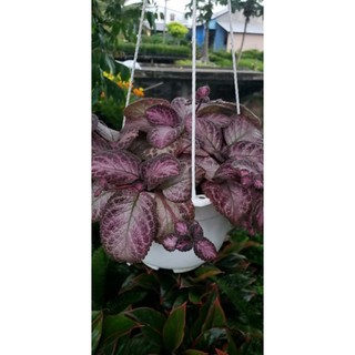 Cây Gấm Tiểu Muội chậu treo (ấn kiếm)- tặng kèm phân bón