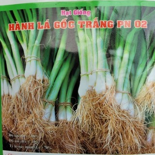 Hạt giống hành lá gốc trắng 2gram