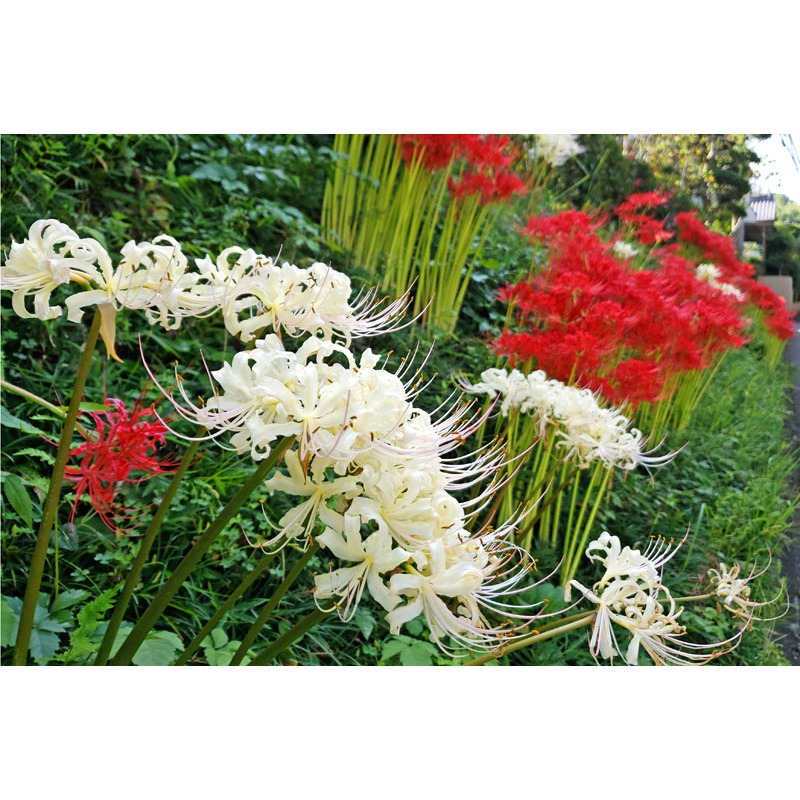 Củ hoa bỉ ngạn đủ màu, đủ size cam kết lên hoa sống 100%