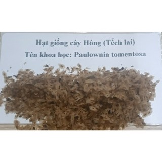 100gram hạt giống cây Hông, tếch lai