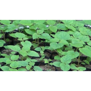 100gram hạt giống cây Hông, tếch lai