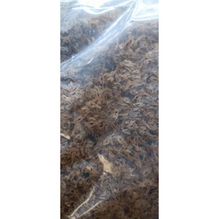 100gram hạt giống cây Hông, tếch lai