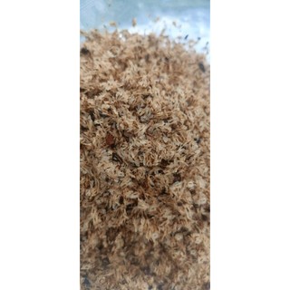 100gram hạt giống cây Hông, tếch lai