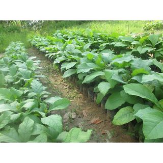 100gram hạt giống cây Hông, tếch lai
