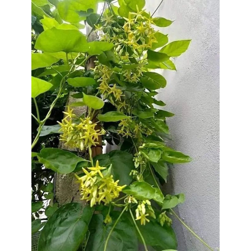 Hạt giống Hoa Thiên Lý