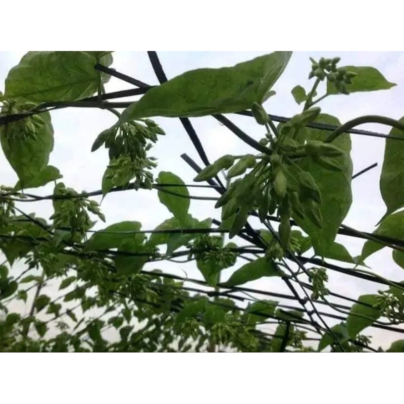 Hạt giống Hoa Thiên Lý