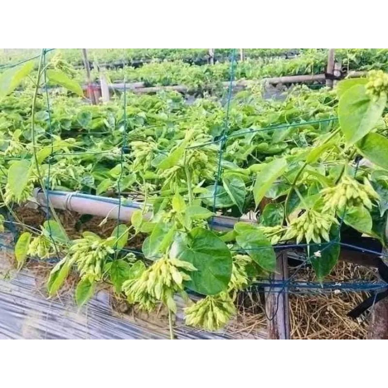 Hạt giống Hoa Thiên Lý