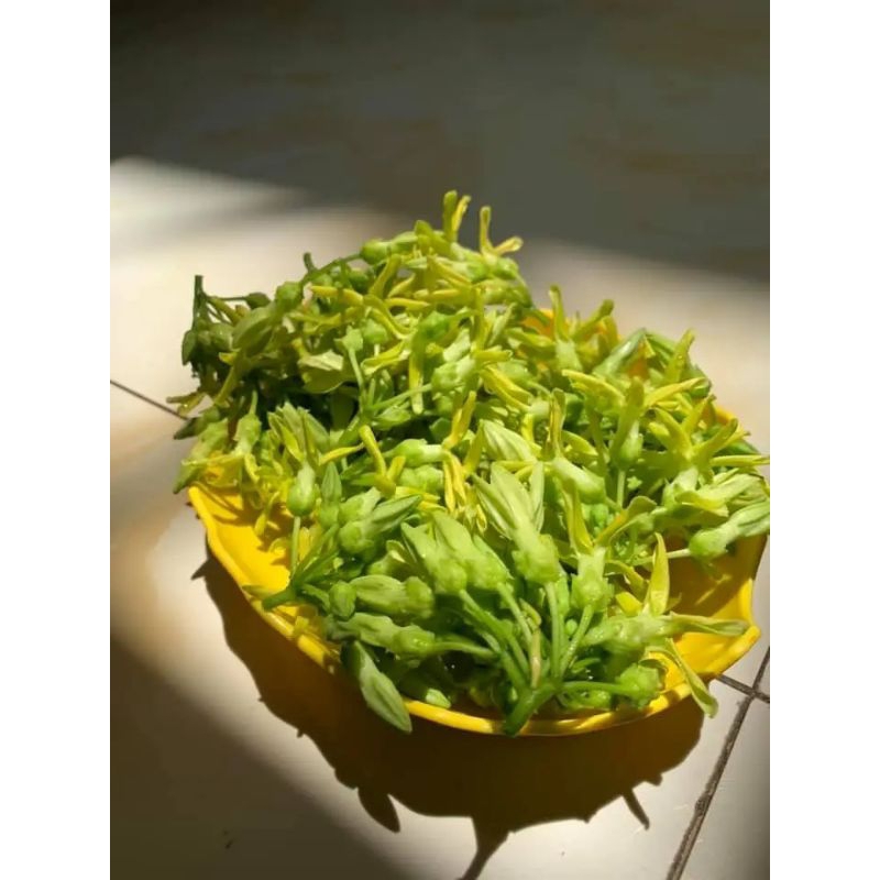 Hạt giống Hoa Thiên Lý