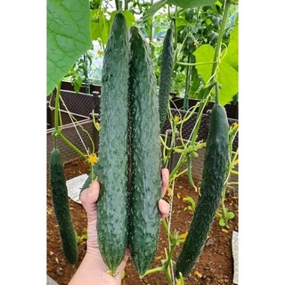 Hạt Giống Dưa Kiếm