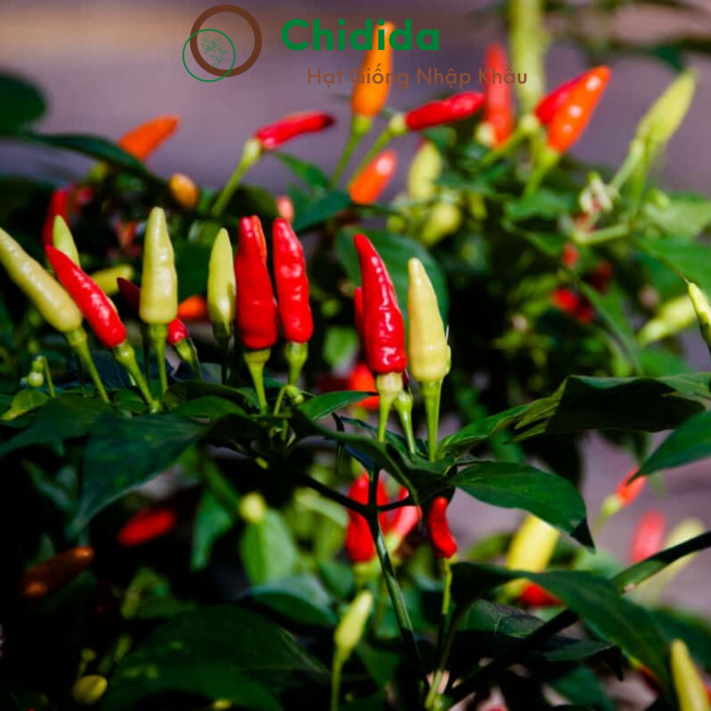 Hạt giống ớt xiêm Chidida ớt ngũ sắc siêu cay cây cho trái có 3 màu trắng đỏ cam bắt mắt Thái Lan gói 0.5g