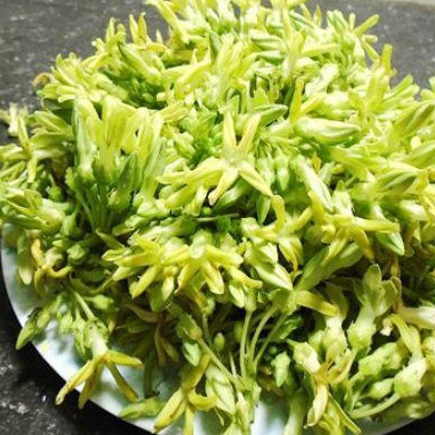 Cây giống thiên lý ăn hoa - Cây trong bầu